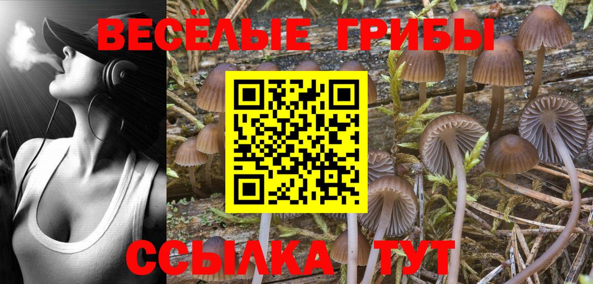 Галлюциногенные грибы Cubensis Тулун